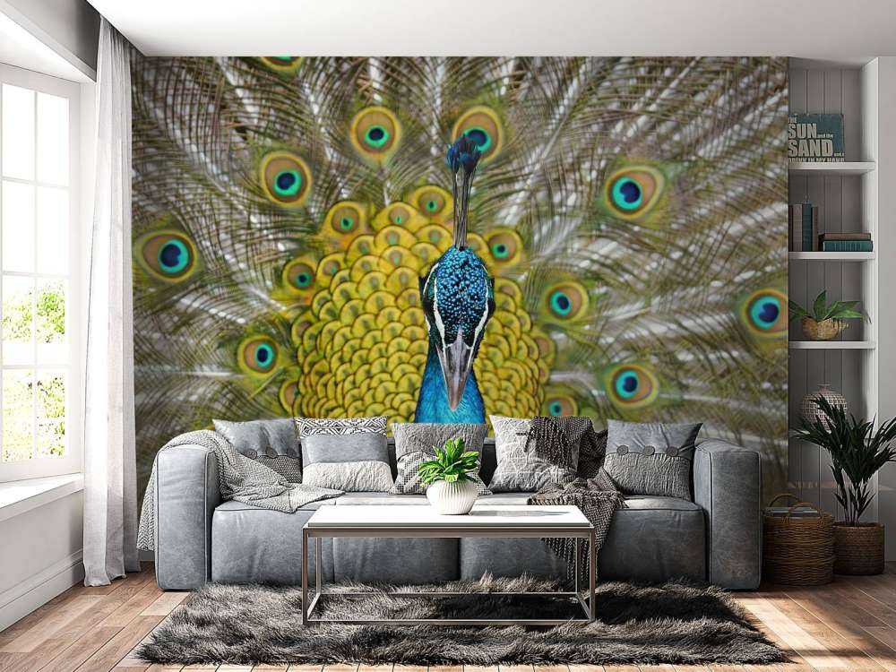 Front view of a peacock